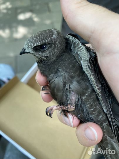 Отдам стрижа