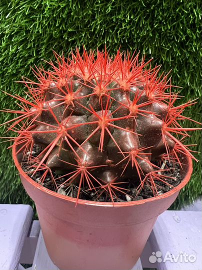 Кактусы и суккуленты