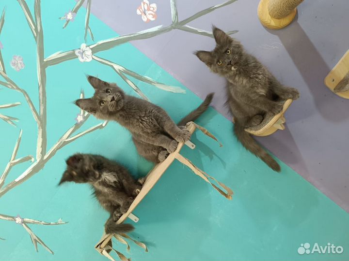 Мейн-кун классика и полидакт