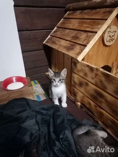 Котята в добрые руки бесплатно