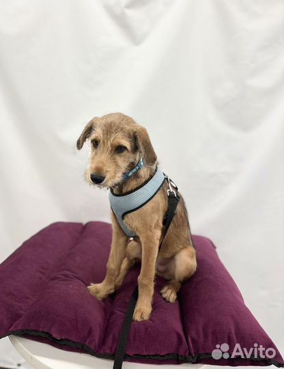 Щенок мальчик