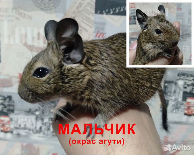 Дегу (чилийская белка)