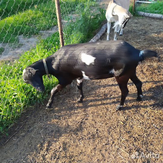 Козы и козлята