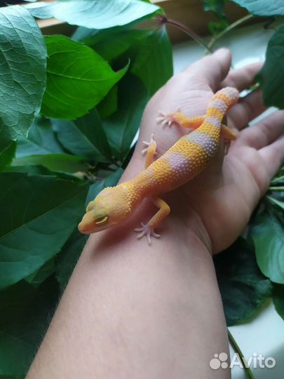 Малыши эублефары