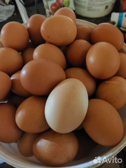 Домашние куриные яйца