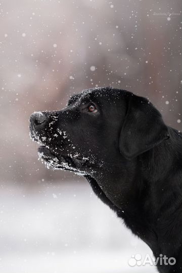 Фотограф анималист
