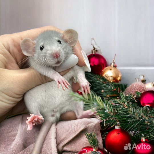 Крысята Дамбо. Крысы Дамбо. Крыса от Питомника