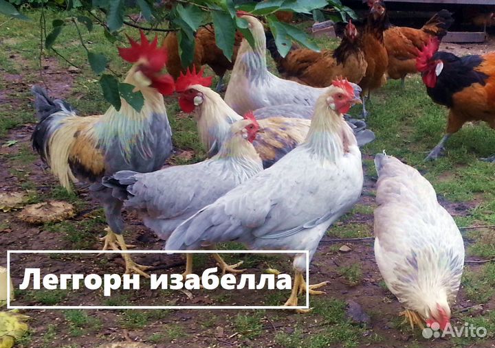 Породные куры.Яйцо,цыплята