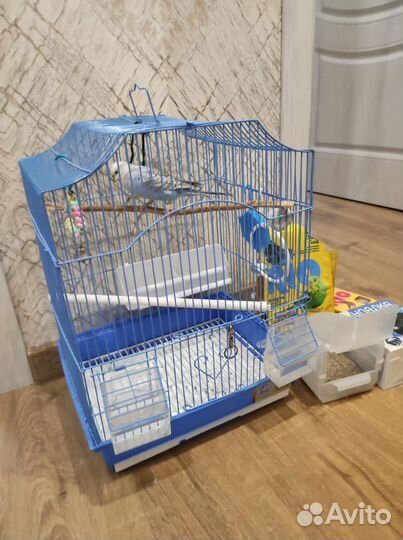 Попугай с клеткой