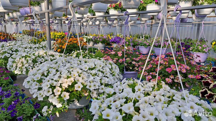 Ампельные цветы в кашпо и в рассаде