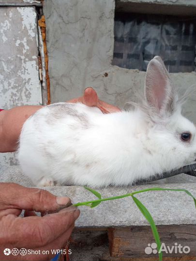 Декоративные кролики