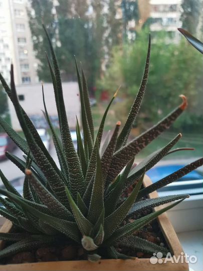 Суккуленты