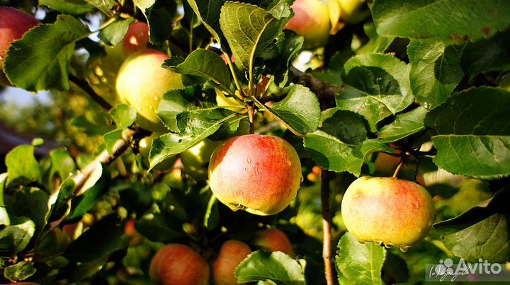 Фотокартины - Природа (Photo pictures - Nature)