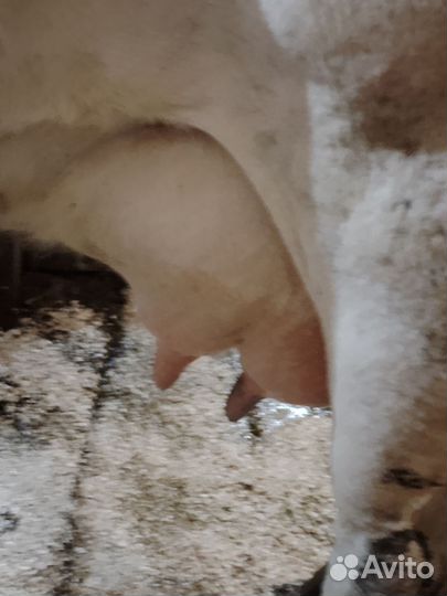 Корова, Бычок на племя