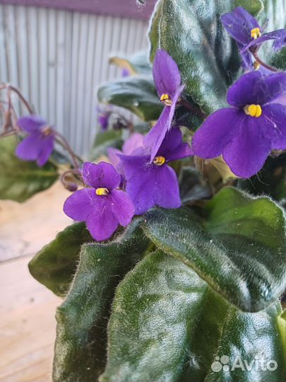 Фиалки сортовые в горшках