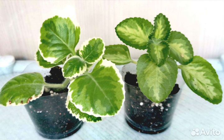 Плектрантус вариегатный