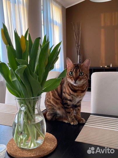 Кот в аренду для фотосесии / Бенгал в аренду