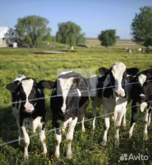 Телята бычки