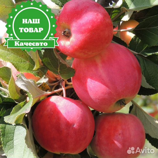 Саженцы Яблоня Горнист