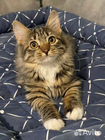 Курильский бобтейл, котята от чемпиона мира WCF объявление продам