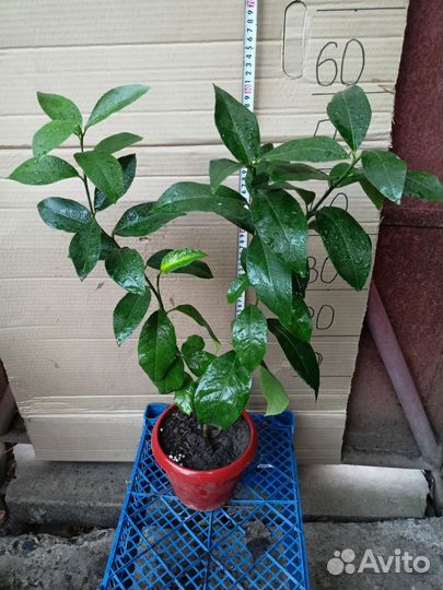 Лимон плодоносящий