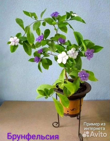 Бугенвиллии,брунфельсия