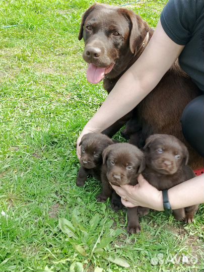 Продам щенков шоколадного Лабрадора