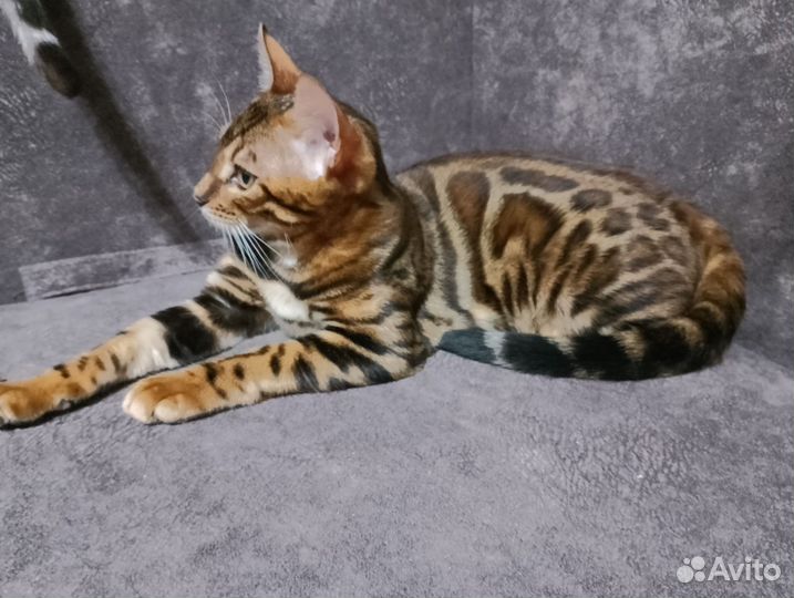 Бенгальская