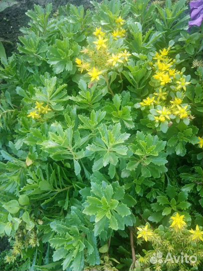 Почвопокровные растения