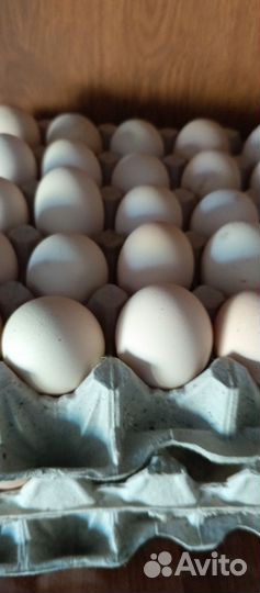 Яйца на инкубацию