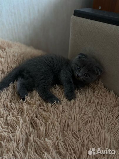 Шотландский кот