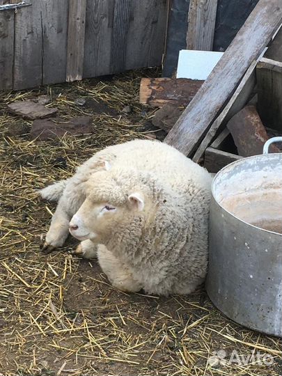 Овцы бараны ягнята Ташлинской породы