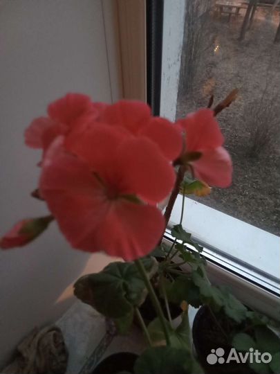 Пеларгония герань