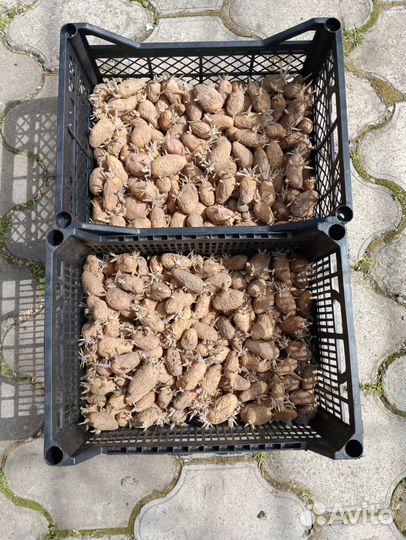 Семенной картофель