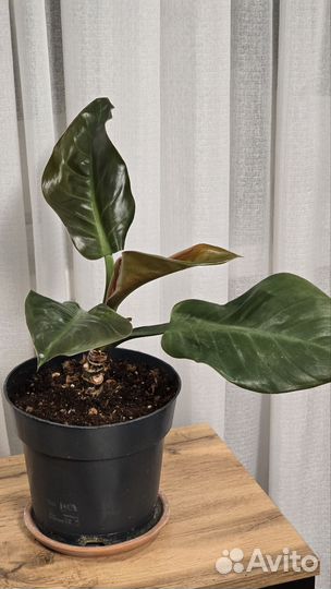 Филодендрон imperial империал ред