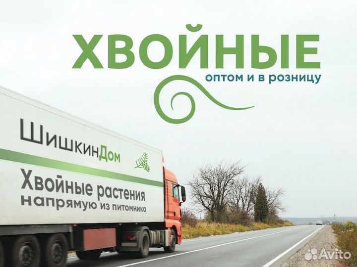 Туя Смарагд 110см