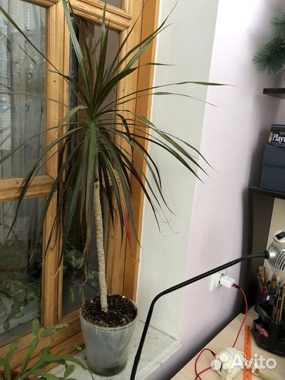 Пальма драцена