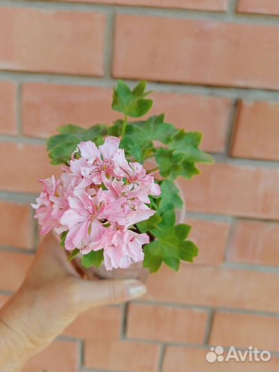 Герань пеларгония