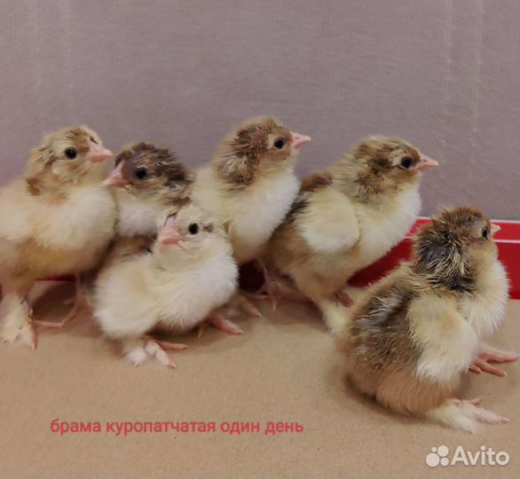 Цыплята брама куропатчатая