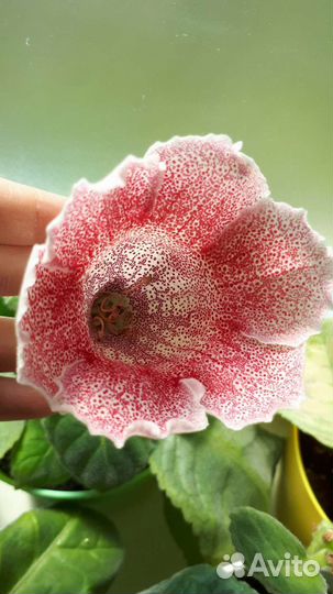 Глоксинии, 2 сорта