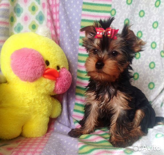 Йорки с документами