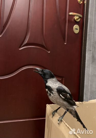 Вороненок ищет дом