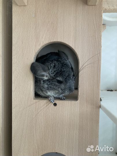Шиншилла