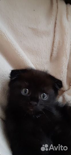 Вислоухие котята в добрые руки