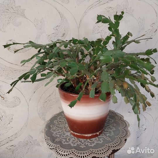 Продам цветы комнатные