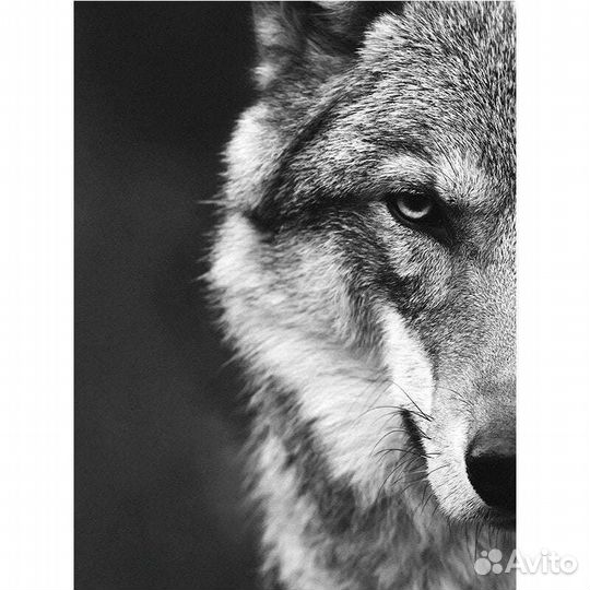Уникальная картина маслом волк