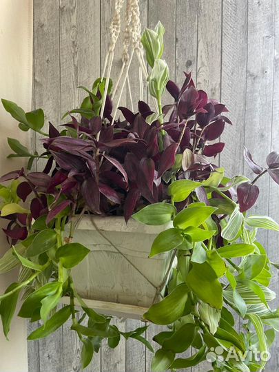 Дендробиум