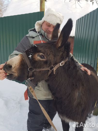 Ослица Айка