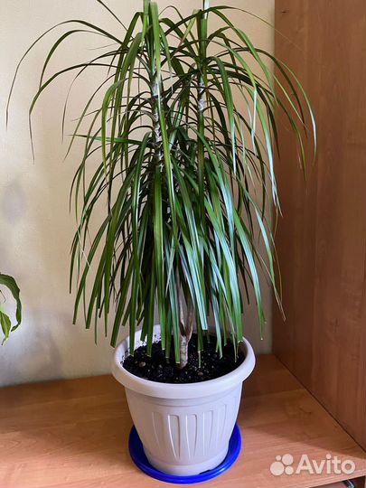 Комнатные растения Драцена