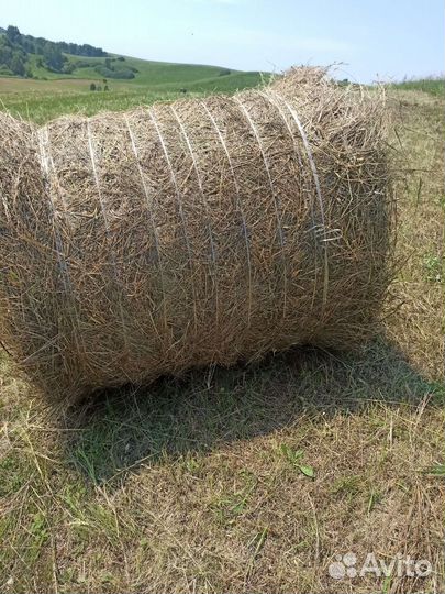 Сено в рулонах 2024